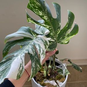 Highly variegated albo monstera
